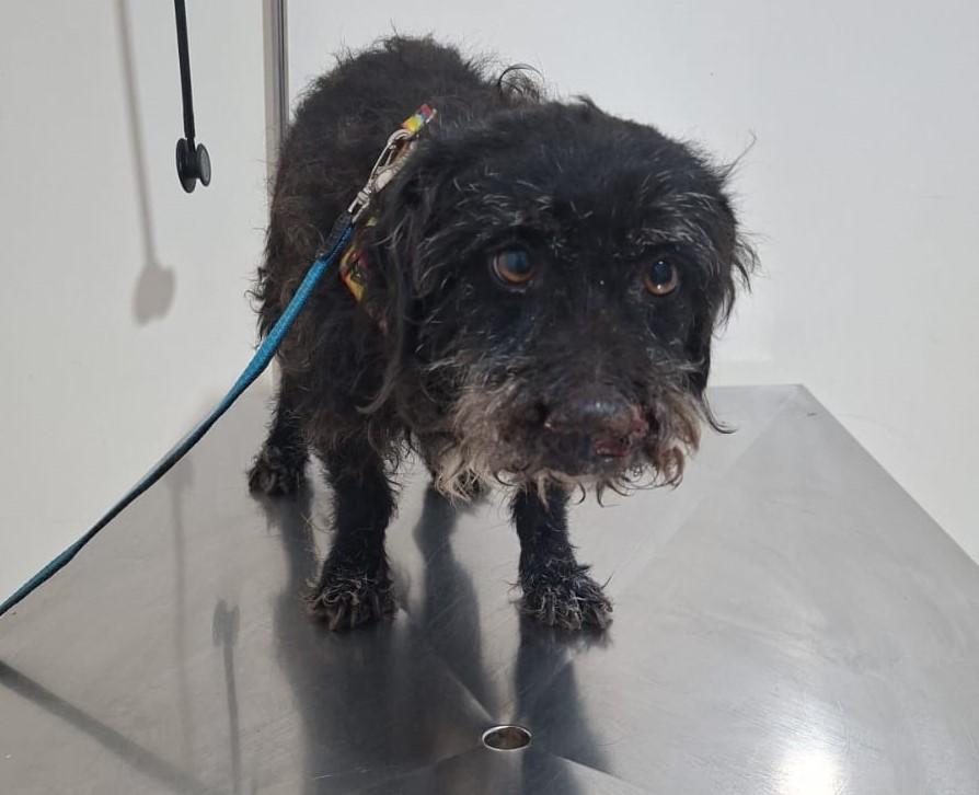 JOGADO À PRÓPRIA SORTE: Cão ferido é resgatado nos "Predinhos" do Novo Oeste e precisa de tratamento JOGADO À PRÓPRIA SORTE: Cão ferido é resgatado nos "Predinhos" do Novo Oeste e precisa de tratamento