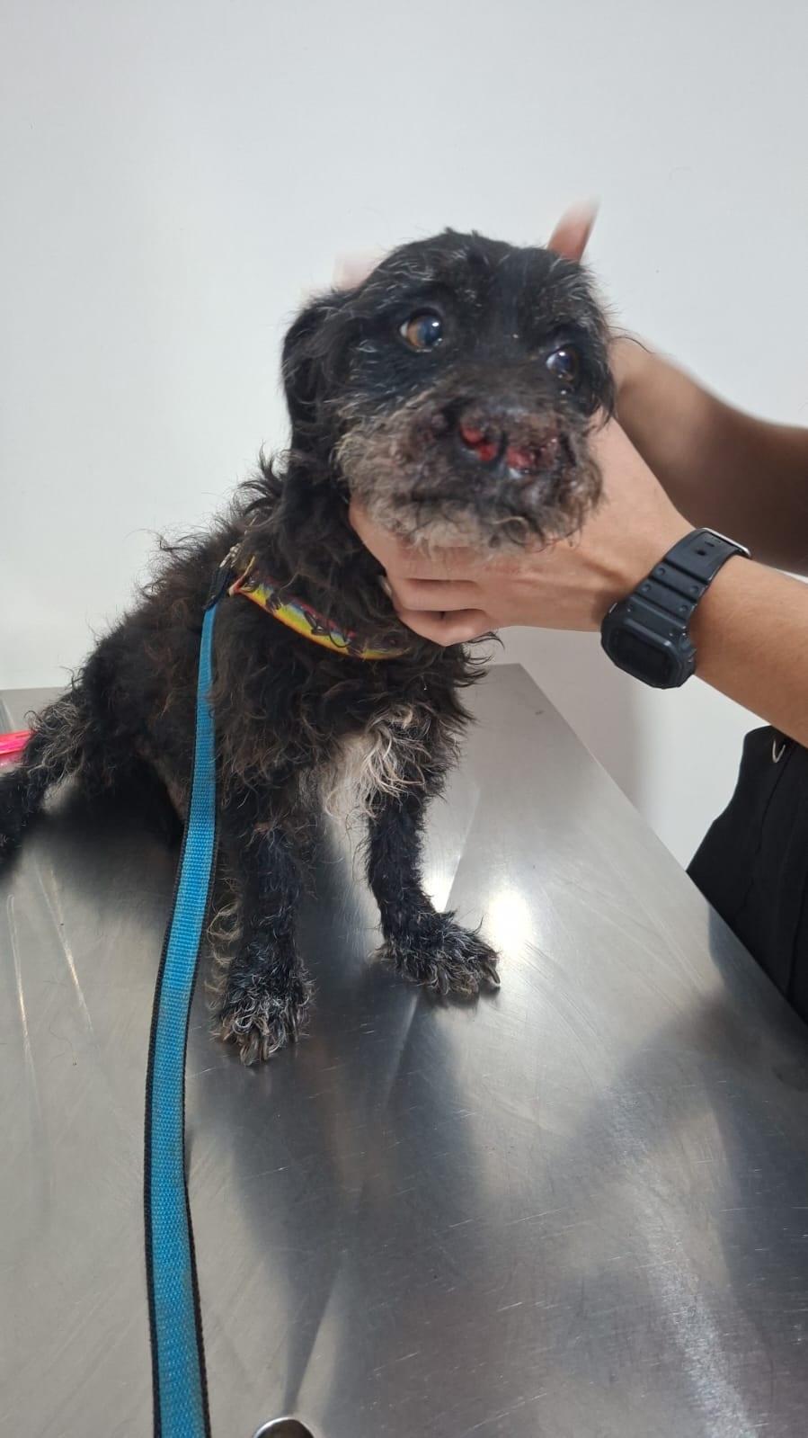 JOGADO À PRÓPRIA SORTE: Cão ferido é resgatado nos "Predinhos" do Novo Oeste e precisa de tratamento JOGADO À PRÓPRIA SORTE: Cão ferido é resgatado nos "Predinhos" do Novo Oeste e precisa de tratamento