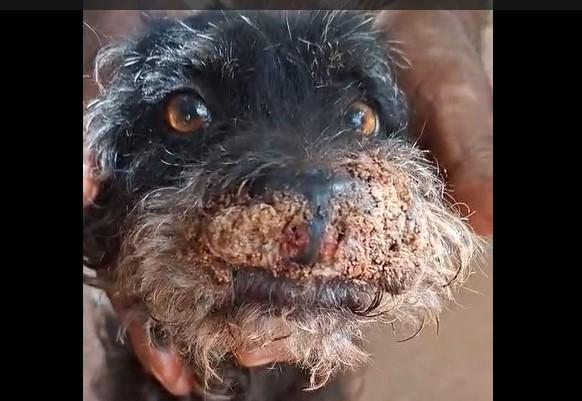 JOGADO À PRÓPRIA SORTE: Cão ferido é resgatado nos "Predinhos" do Novo Oeste e precisa de tratamento JOGADO À PRÓPRIA SORTE: Cão ferido é resgatado nos "Predinhos" do Novo Oeste e precisa de tratamento
