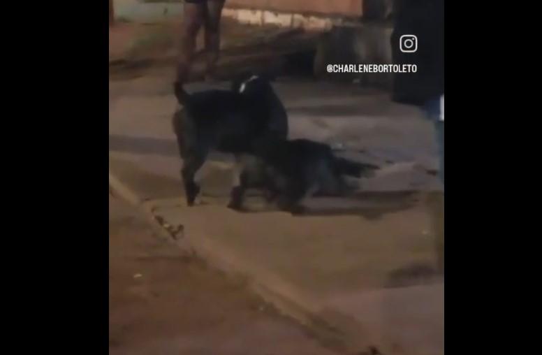 Vídeo mostrando ataque de dois pitbulls a cachorro na região dos “predinhos” reacende alerta em Três Lagoas Vídeo mostrando ataque de dois pitbulls a cachorro na região dos “predinhos” reacende alerta em Três Lagoas