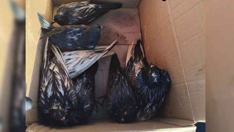 Cerca de 60 pombos são encontrados vivos em sacos de lixo após serem descartados em Maracaju-MS