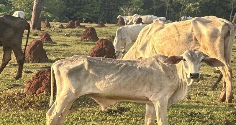 MP investiga fazenda após gado ser encontrado em extrema magreza e sem alimento 