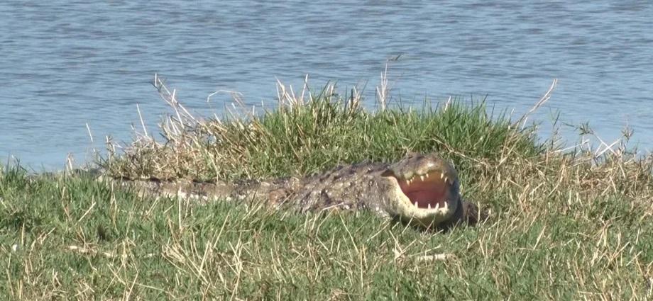 Alerta na Lagoa Maior de Três Lagoas: Jacaré é flagrado e presença do animal exige cuidados de quem caminha pelo local