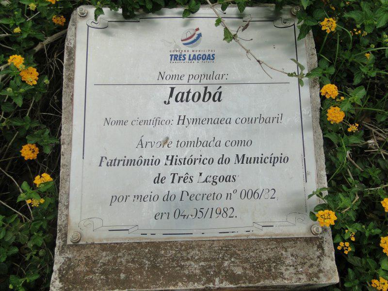 Quem se lembra do antigo “Jatobazão?: Árvore centenária que virou até ponto de referência ficou na história e lembrança aos três-lagoense Quem se lembra do antigo “Jatobazão?: Árvore centenária que virou até ponto de referência ficou na história e lembrança aos três-lagoense