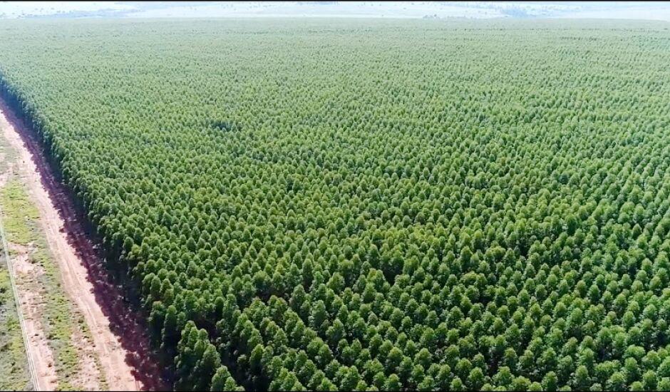 Três Lagoas vira gigante do eucalipto: Cidade é a 2º do Brasil em florestas plantadas com 348,1 mil hectares