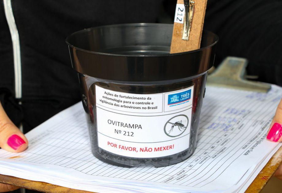 Alerta em Três Lagoas! Quase 13 mil ovos do mosquito da dengue são encontrados em armadilhas espalhadas pela cidade