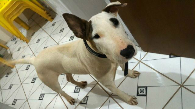 Cachorra da raça Bull Terrier é encontrada perto do aeroporto de Três Lagoas 