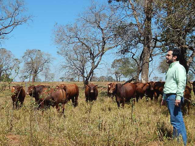 Fazenda de Três Lagoas é a pioneira na criação de gado Montana Fazenda de Três Lagoas é a pioneira na criação de gado Montana