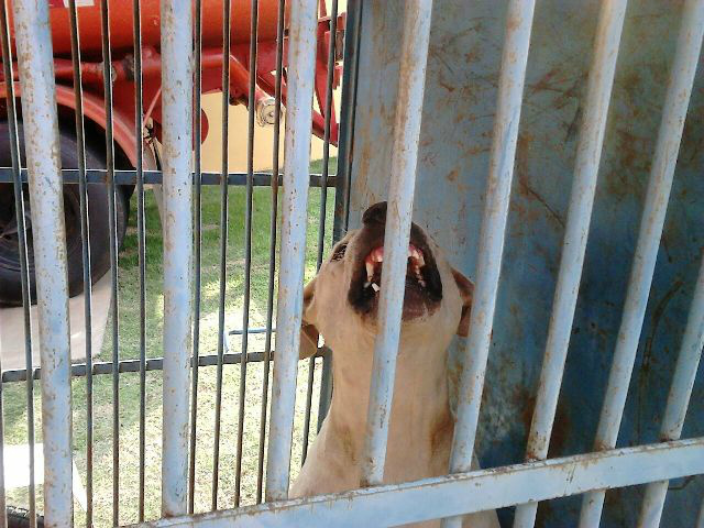 Cachorro que tentou atacar família é capturado pelos bombeiros Cachorro que tentou atacar família é capturado pelos bombeiros