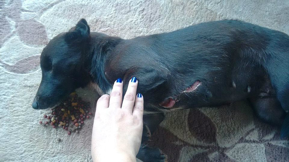 Cachorra é esfaqueada e espancada durante a madrugada no Jardim Maristela 