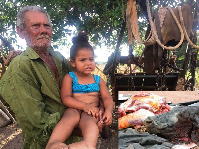 Leite de vaca abatida servia de alimento para criança de 2 anos Leite de vaca abatida servia de alimento para criança de 2 anos