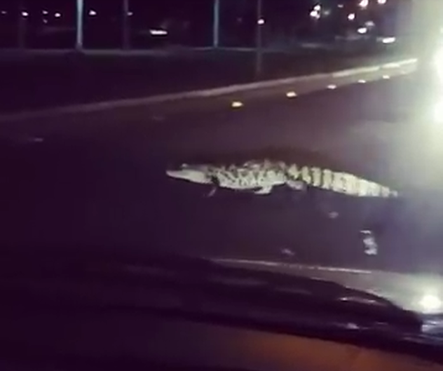 Vídeo de jacaré atravessando avenida de Três Lagoas “bomba” na internet 