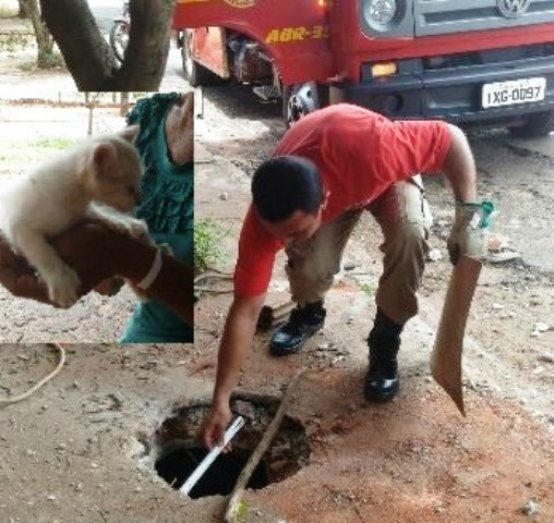 Bombeiros resgatam gato que foi jogado em fossa 