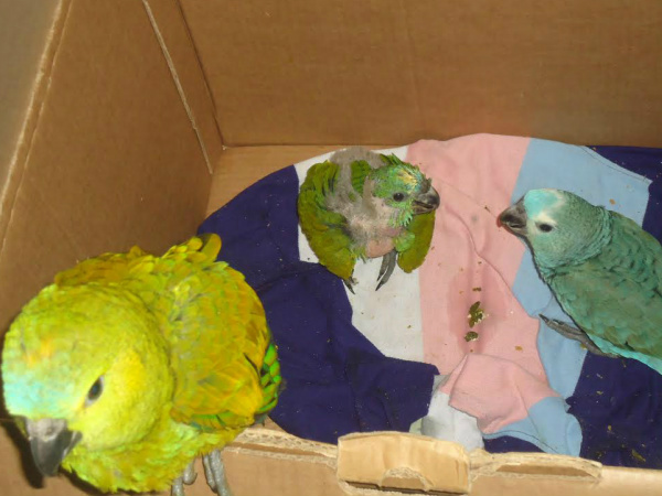 PMA autua paulista em R$ 15 mil por transporte de filhotes de papagaios