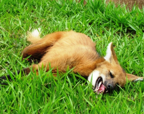 Após ser atropelado, lobo-guará é resgatado na Marechal Rondon Após ser atropelado, lobo-guará é resgatado na Marechal Rondon