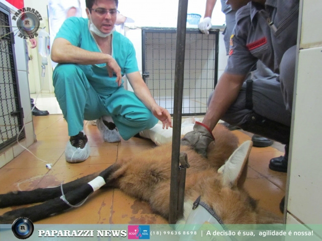 Lobo-guará ferido e resgatado em rodovia acaba sendo sacrificado