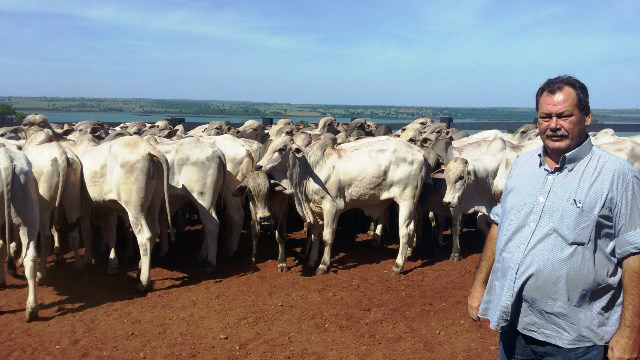 Diversificação da linhagem faz da fazenda Barra do Sucuriú ser destaque na venda de nelore P.O