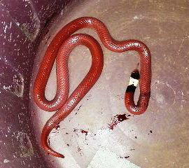 Cobras surgem na área urbana da cidade e assustam moradores Cobras surgem na área urbana da cidade e assustam moradores