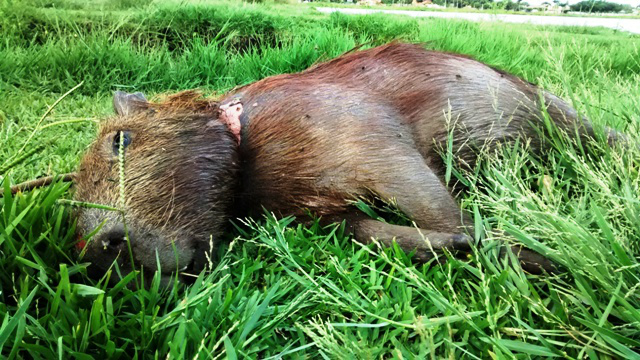 Amigos da Lagoa retiram capivara morta da Lagoa Maior Amigos da Lagoa retiram capivara morta da Lagoa Maior