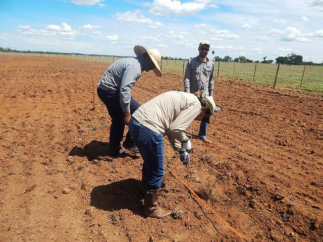 Embrapa implanta o primeiro campo agrostológico na fazenda Jaó