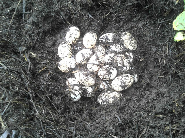 Pescador encontra 70 ovos de jacarés em lagoa enquanto capturava caramujos