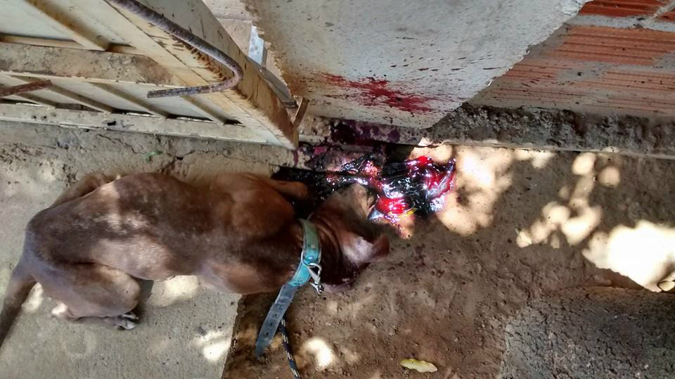 Homem mata cão a pauladas e ainda ameaça esposa