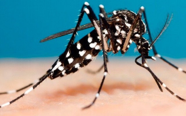 Vigilância divulga boletim de monitoramento de casos de Dengue Vigilância divulga boletim de monitoramento de casos de Dengue