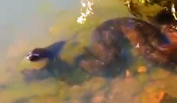 Internauta registra Sucuri gigante no Rio Sucuriú, em Três Lagoas 