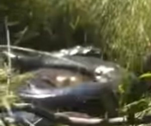PMA confirma aparição de sucuri gigante em rio de Três Lagoas 