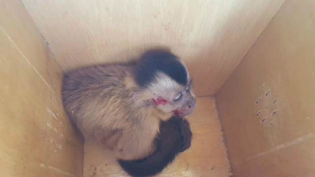Em Três Lagoas, motorista salva macaco-prego atropelado Em Três Lagoas, motorista salva macaco-prego atropelado