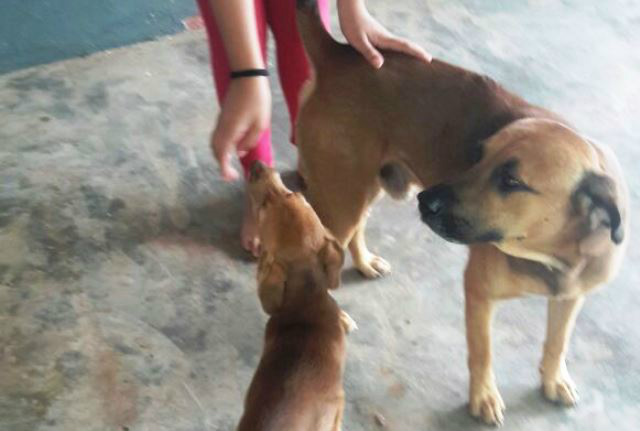 Cachorro que protegeu Arthur morre após criança ser encontrada pela polícia Cachorro que protegeu Arthur morre após criança ser encontrada pela polícia