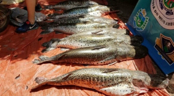 PMA autua 51 pessoas e apreende 937 quilos de pescado em três meses