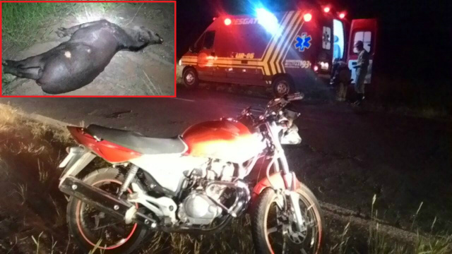 Casal em moto fica ferido ao atropelar anta em Três Lagoas Casal em moto fica ferido ao atropelar anta em Três Lagoas
