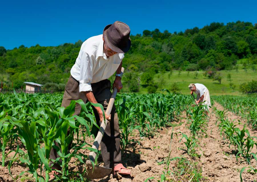 Governo quer que trabalhador rural contribua 5% com a Previdência