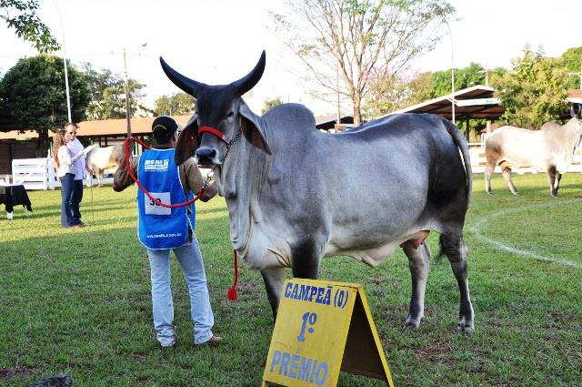 Raça guzerá domina a pista de julgamento da Expotrês 2016