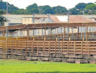 Com suspensão de abates, gado fica sem preço em Mato Grosso do Sul