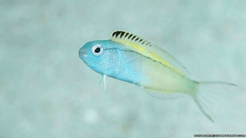 O peixinho que droga predadores com 'mordida de heroína'