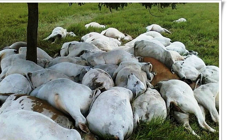 Raio mata 68 cabeças de gado na Zona Rural de Três Lagoas Raio mata 68 cabeças de gado na Zona Rural de Três Lagoas
