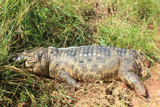 Jacaré é encontrado morto com marca de tiro na cabeça e sem cauda