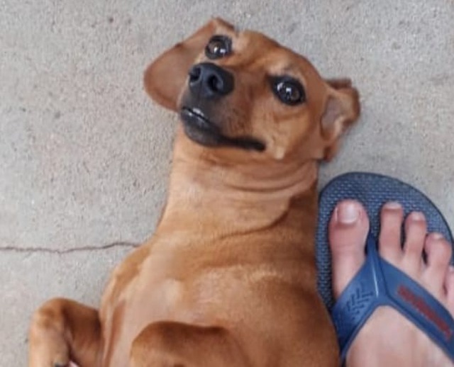 Donos buscam por cachorrinha que desapareceu no Bairro Santos Dumont