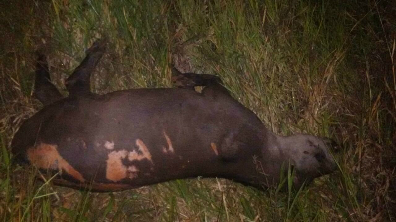 Carro capota na MS 112 após atropelar anta e deixa três feridos