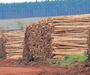 Setor florestal amarga queda  nos preços de até 30%