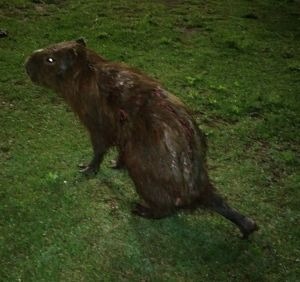 Capivara é atacada por jacarés na Circular da Lagoa Maior