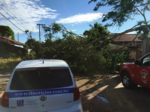 Árvores caem e fios de alta tensão se rompem durante temporal que atingiu Três Lagoas Árvores caem e fios de alta tensão se rompem durante temporal que atingiu Três Lagoas