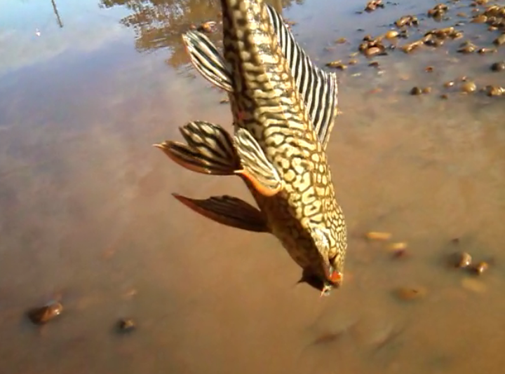 Em Três Lagoas, peixes são capturados em poças d’água Em Três Lagoas, peixes são capturados em poças d’água