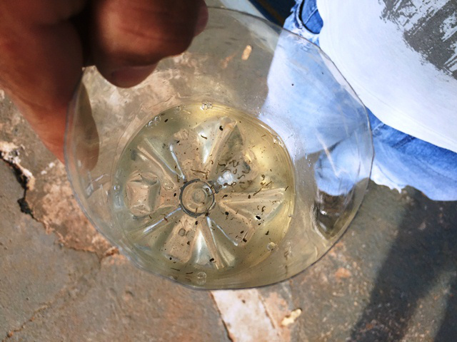 Bueiros viram criadouros de mosquitos da dengue em Três Lagoas 