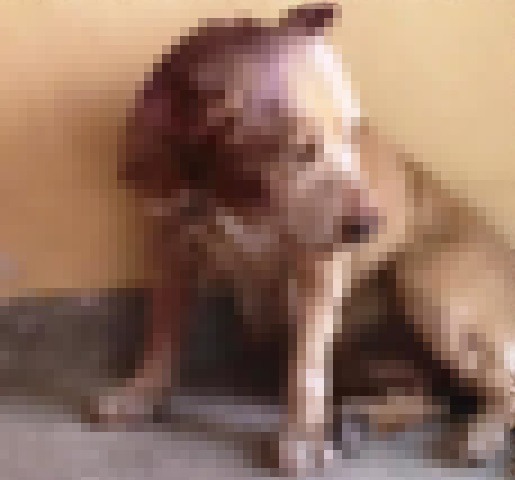 Suposto maus tratos contra animal vira caso de polícia Suposto maus tratos contra animal vira caso de polícia