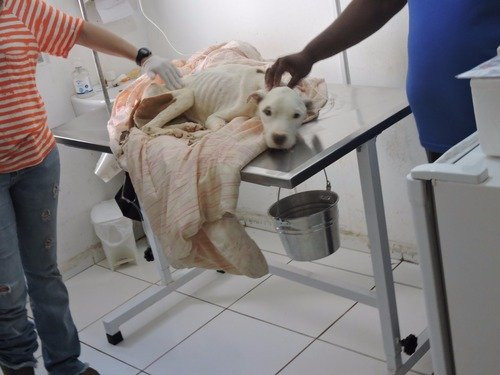 Pit Bull resgatada em situação de abandono foi diagnosticada com infecção grave