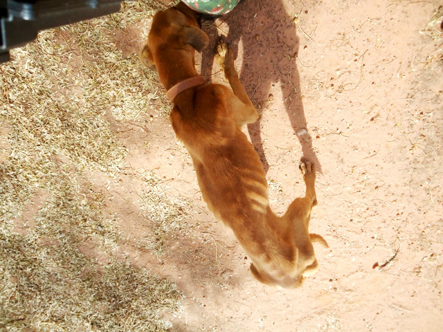 Homem acusado de maltratar cães é multado em R$ 3 mil Homem acusado de maltratar cães é multado em R$ 3 mil