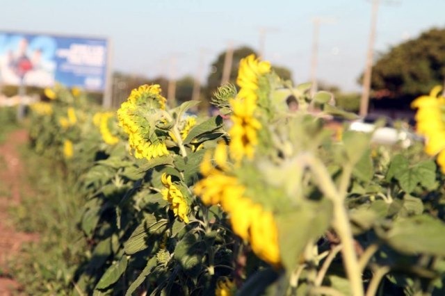 Girassóis florescem e avenida de Três Lagoas ganha nova paisagem Girassóis florescem e avenida de Três Lagoas ganha nova paisagem